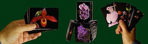 Living Tree Orchid Essence Cards