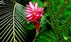 Hawaiian Botanicals
