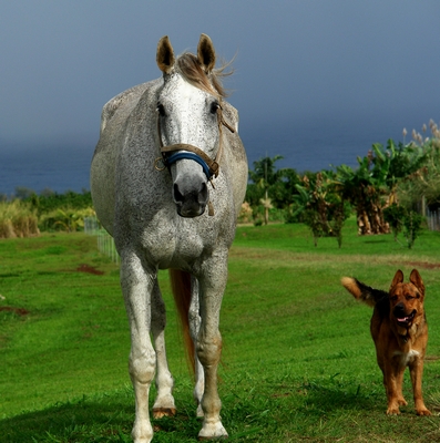 Zeus and Hogan